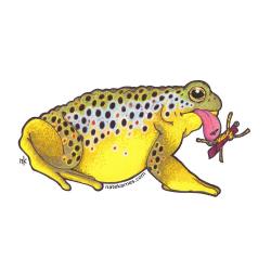 Nate Karnes Toad Brown Trout Decal