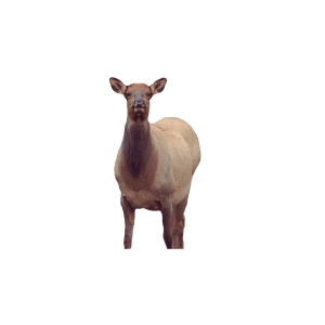 Montana Decoy Eichler Cow Elk Decoy