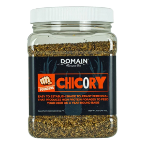Domain Outdoor Chicory Seed