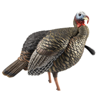 Avian X AVXAVX8105 HDR Jake Turkey Multi Color Decoy