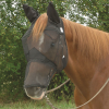CASHEL Quiet Ride Long Nose Fly Mask Ears